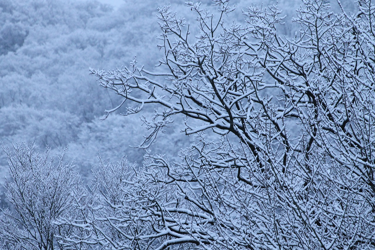 winter  trees  snow free photo