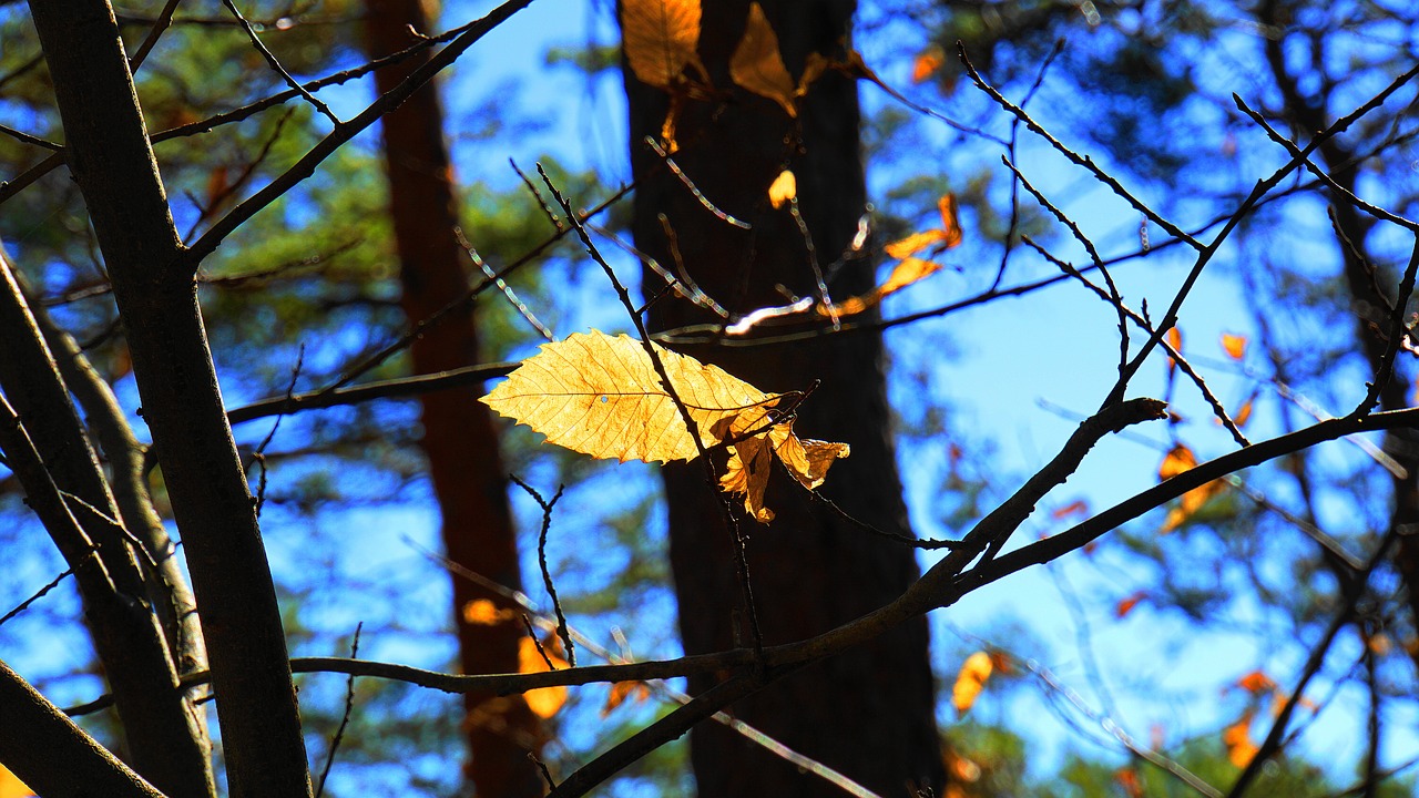 winter  last leaves  forest free photo
