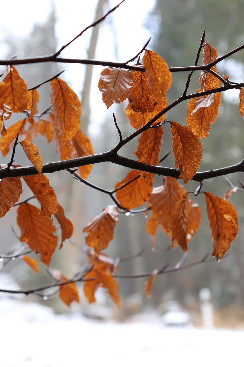 winter  foliage  tree free photo