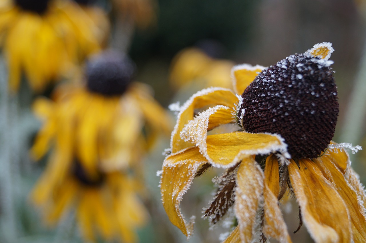 winter  frost  flower free photo