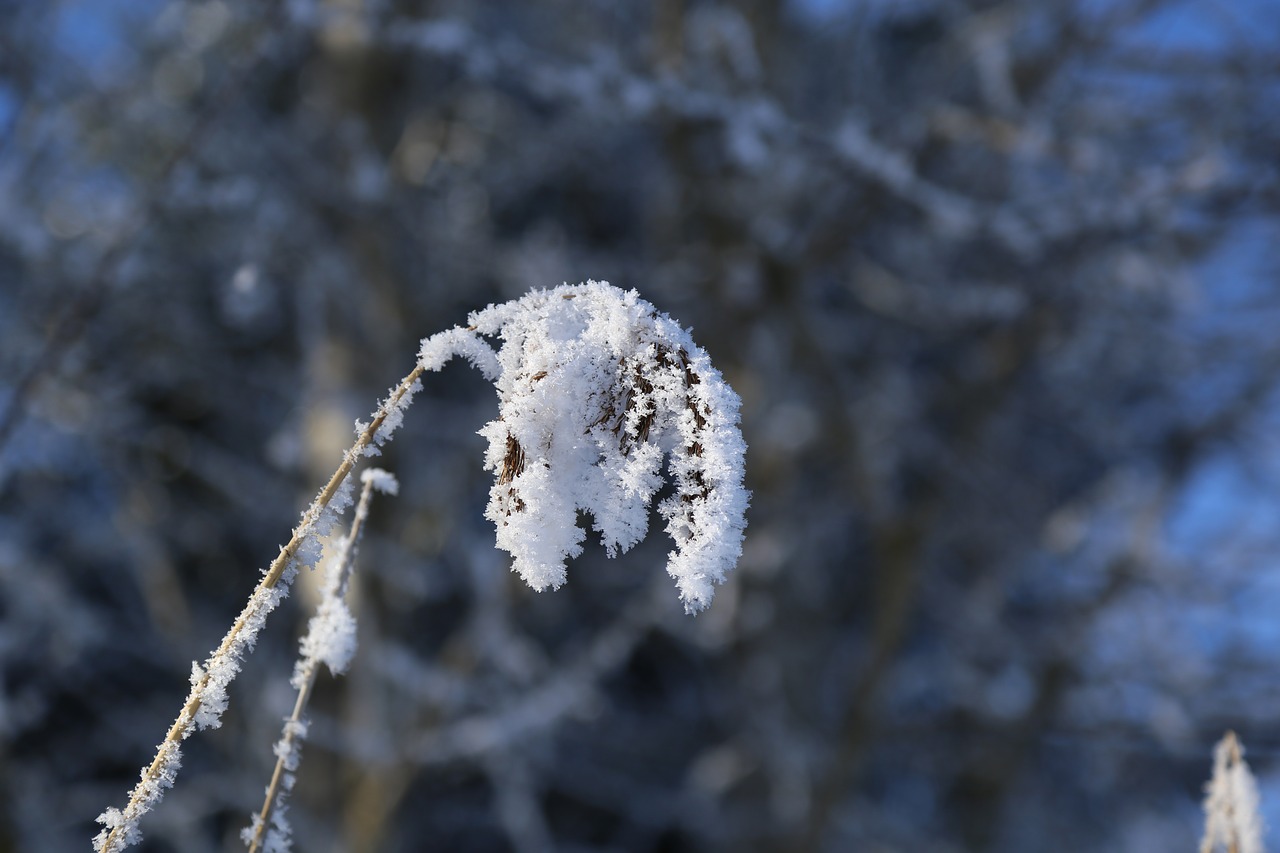 winter  ripe  frozen free photo