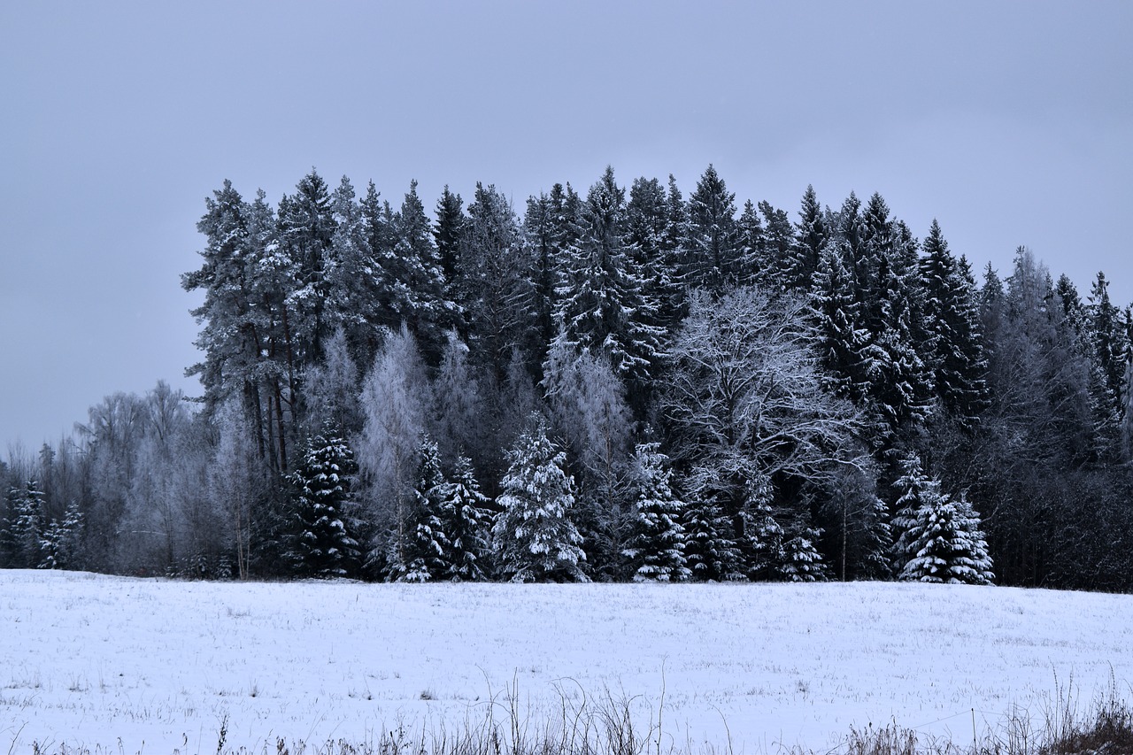 winter  landscape  snow free photo