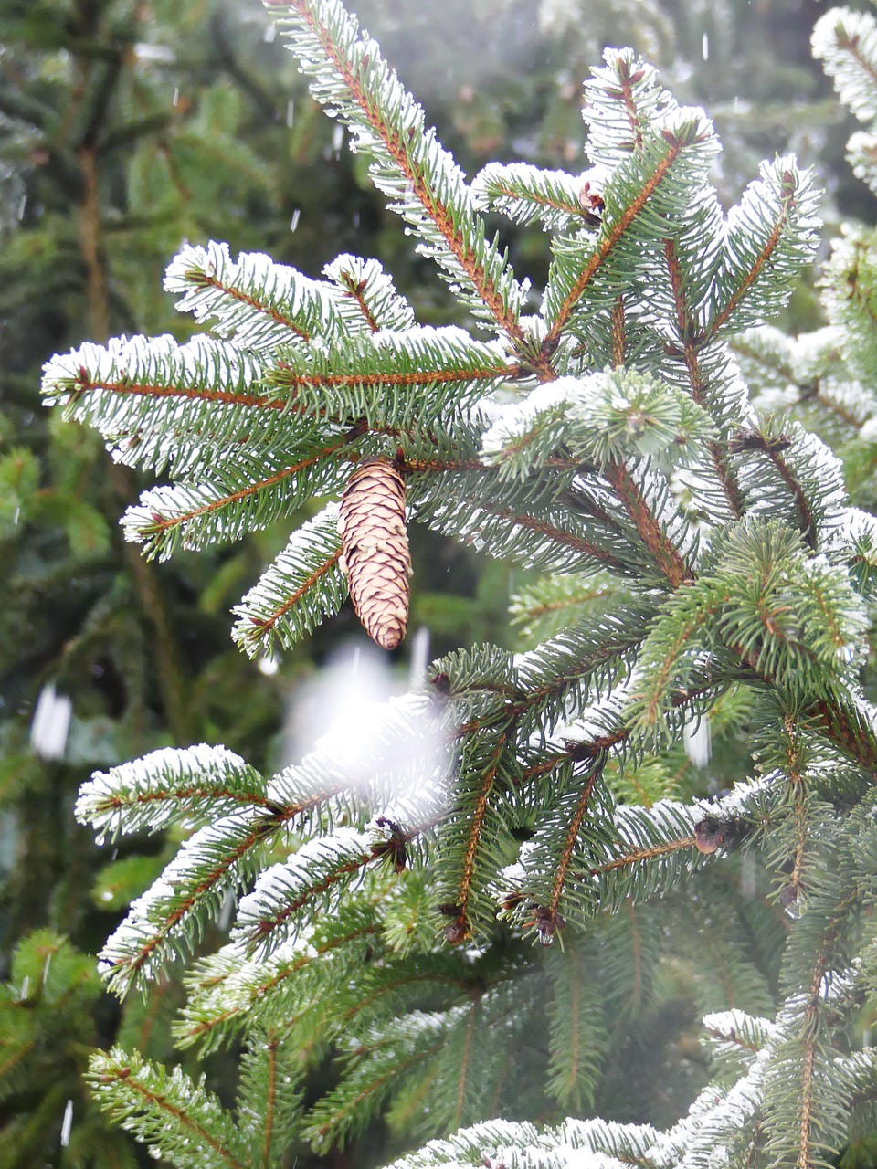 winter  spruce  pine cone free photo