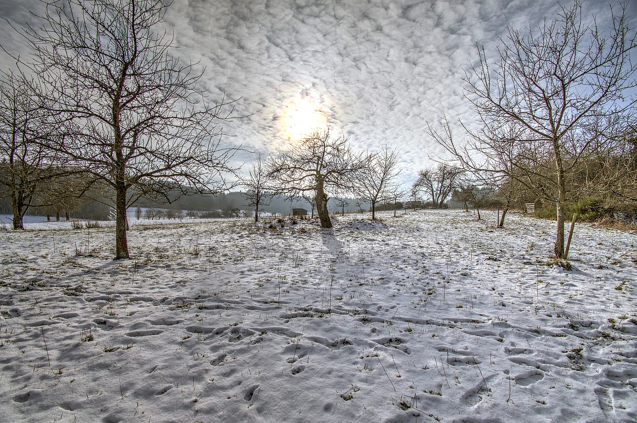 winter  orchard  snow free photo