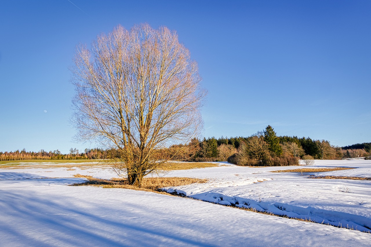 winter  snow  tree free photo