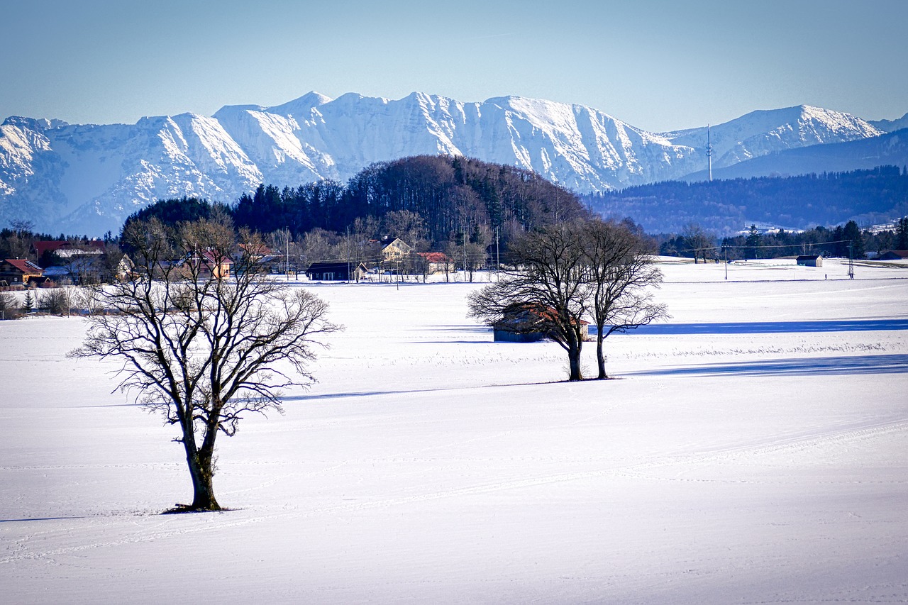 winter  snow  tree free photo