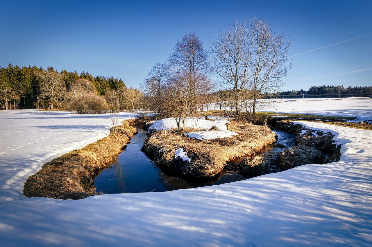 winter  snow  tree free photo