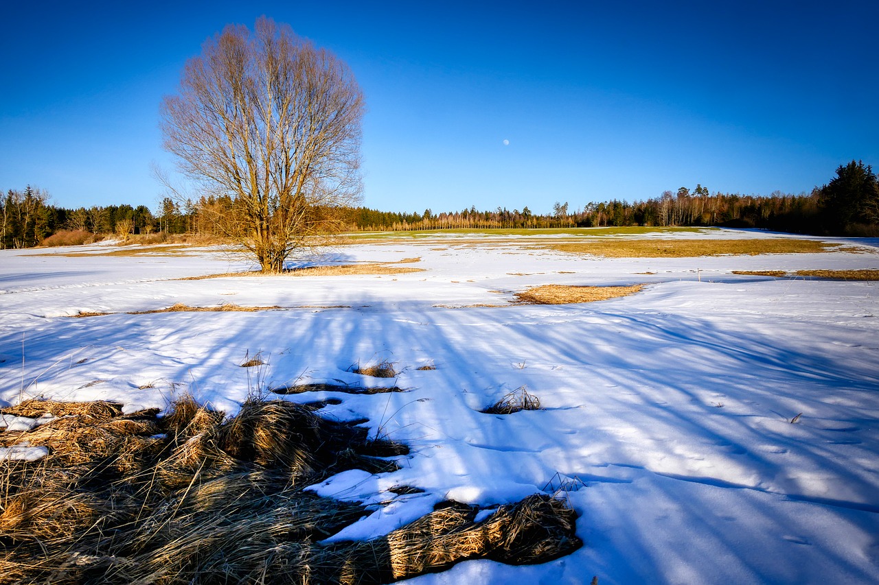 winter  nature  landscape free photo