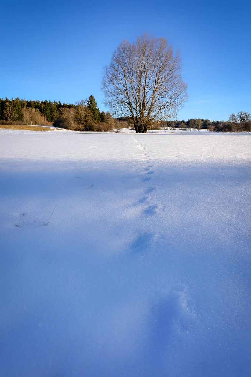 winter  nature  landscape free photo