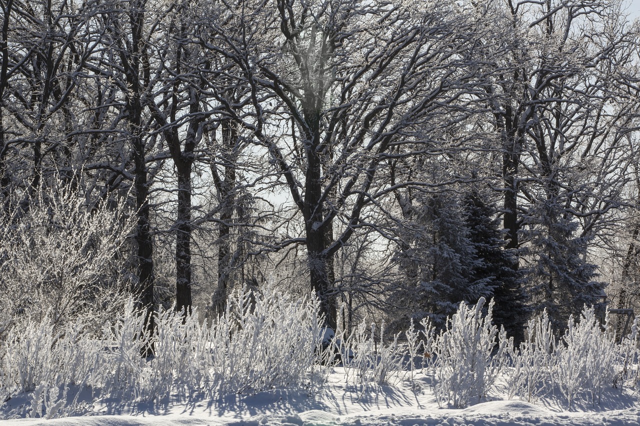 winter  frost  trees free photo