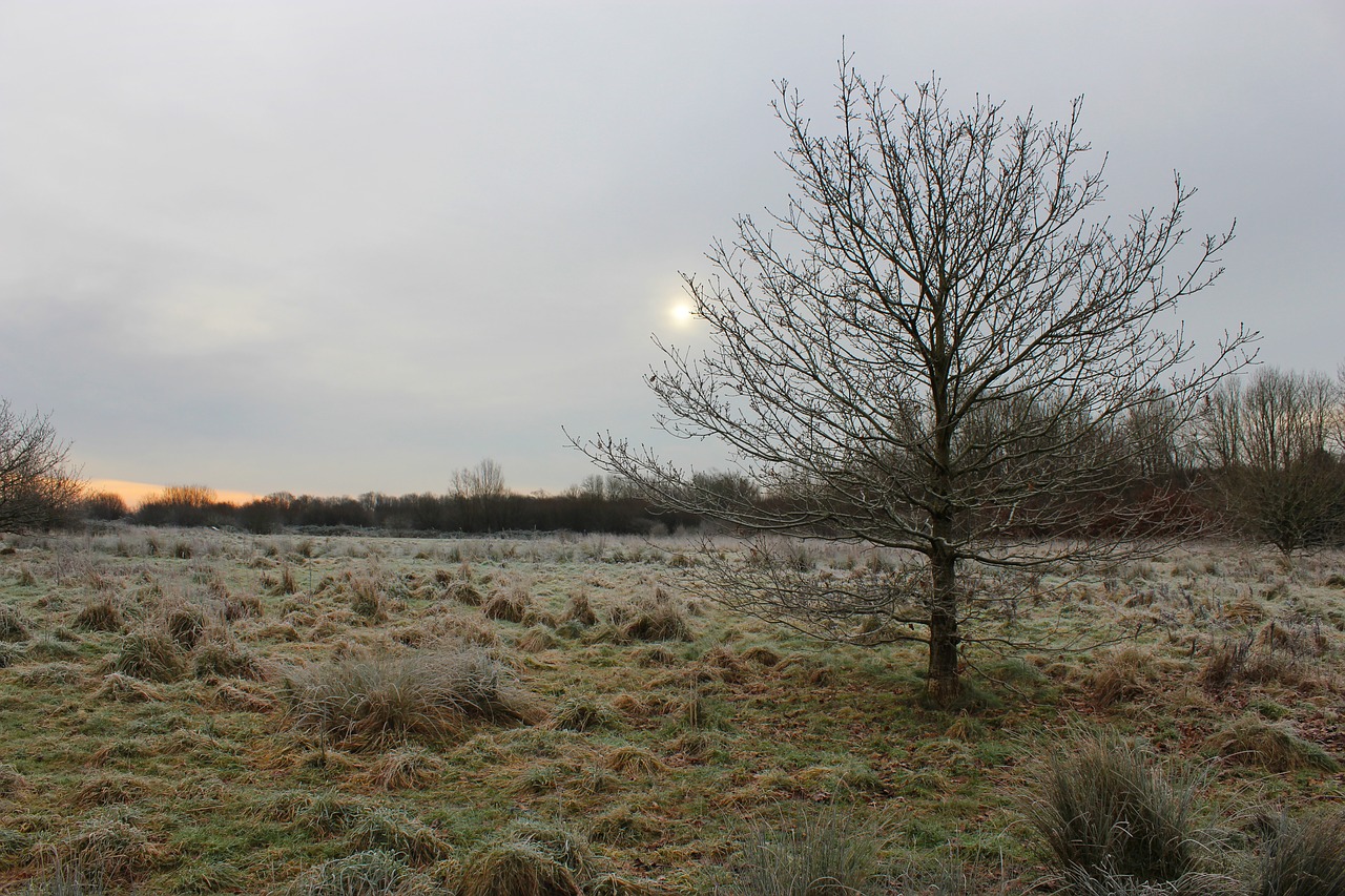 winter  tree  nature free photo