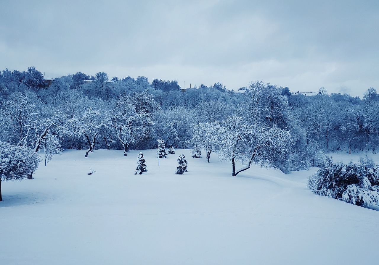 winter  forest  forests free photo