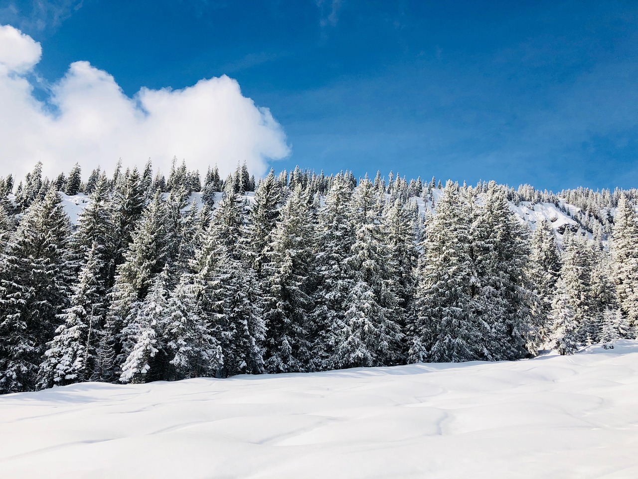 winter  trees  landscape free photo