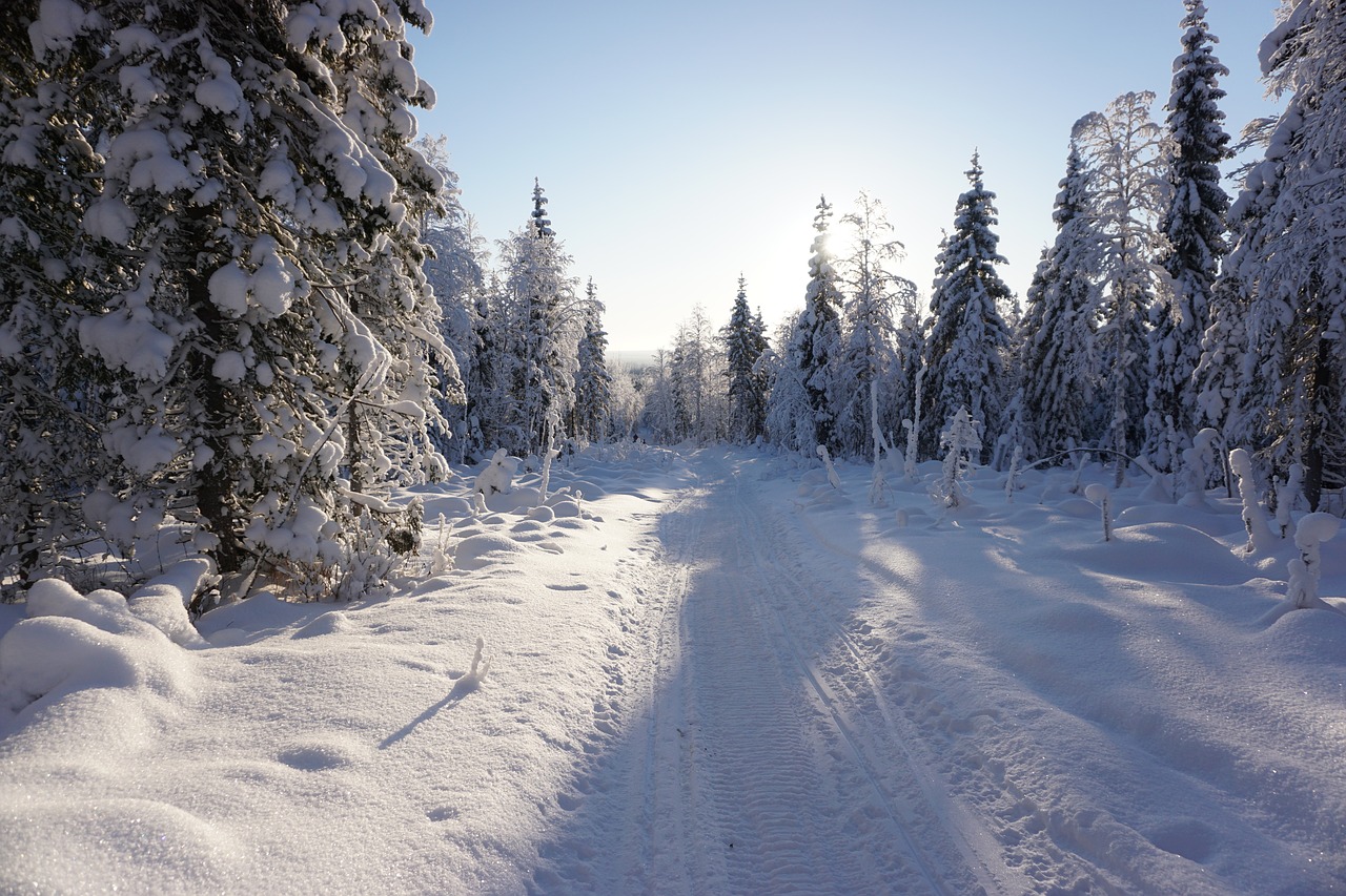 winter  snow  trees free photo