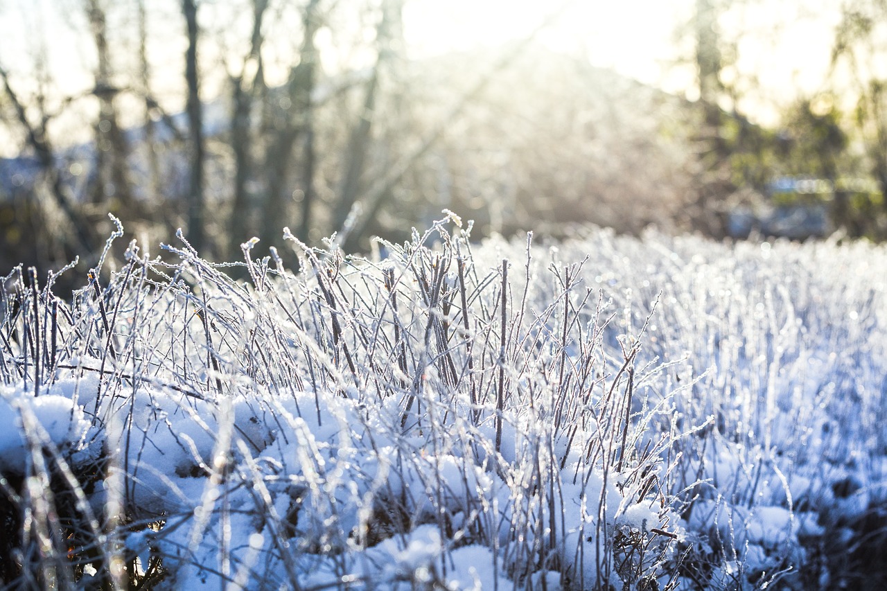 winter  snow  cold free photo