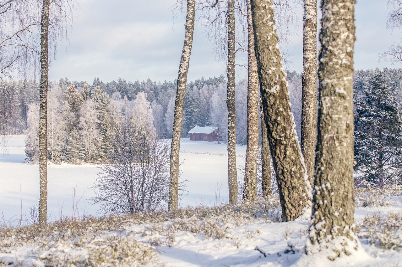 winter  winter landscape  nature free photo