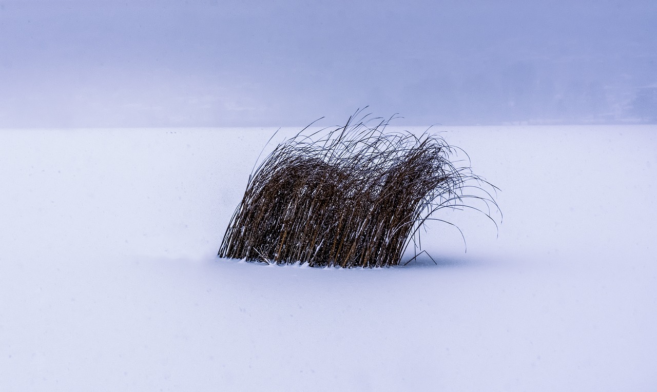 winter  lake  nature free photo