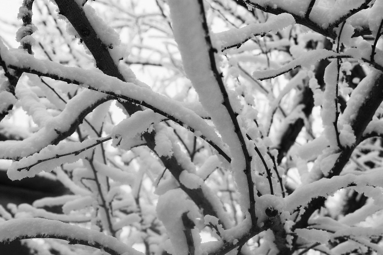 winter  branch  snow free photo