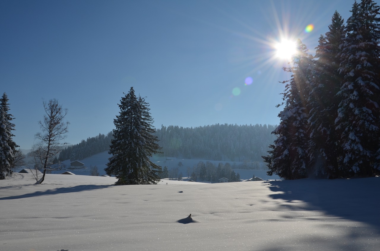 winter  landscape  tree free photo