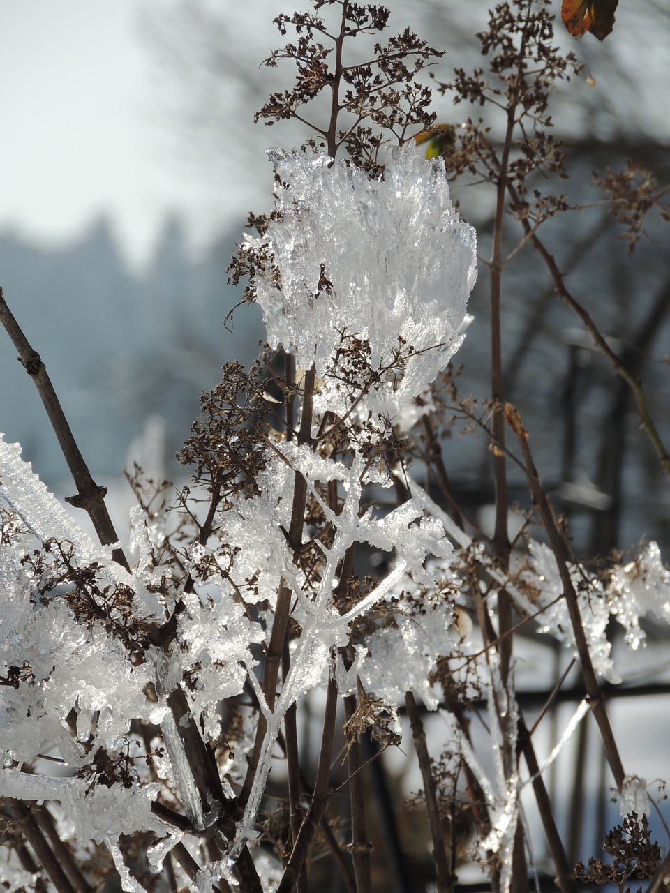 winter ice eiskristalle free photo