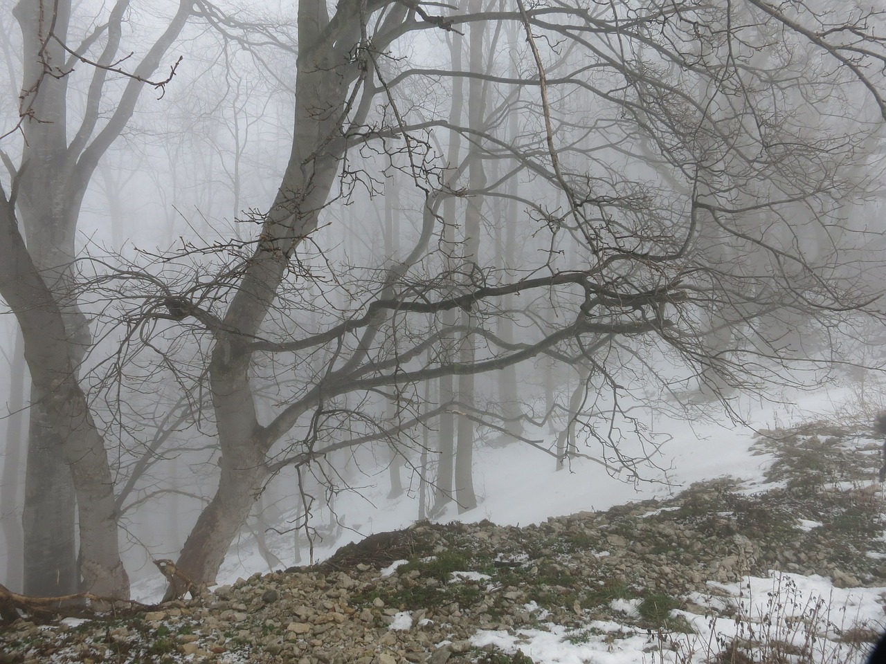 winter fog forest free photo