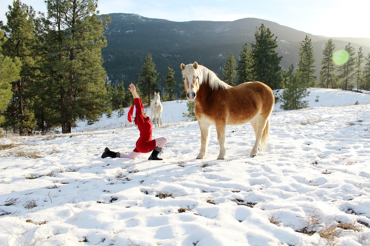 winter  yoga  horse free photo