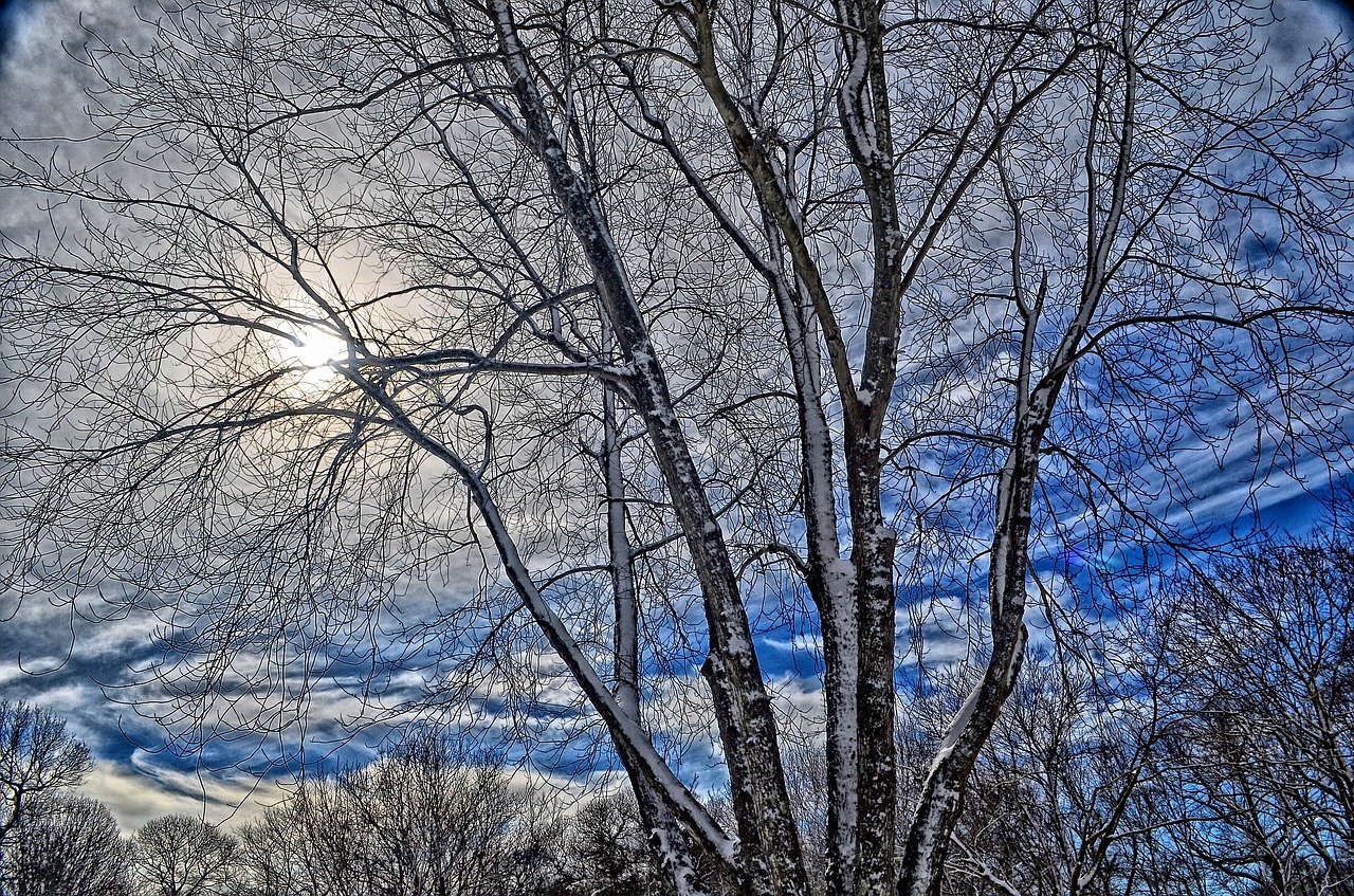 winter tree sky free photo