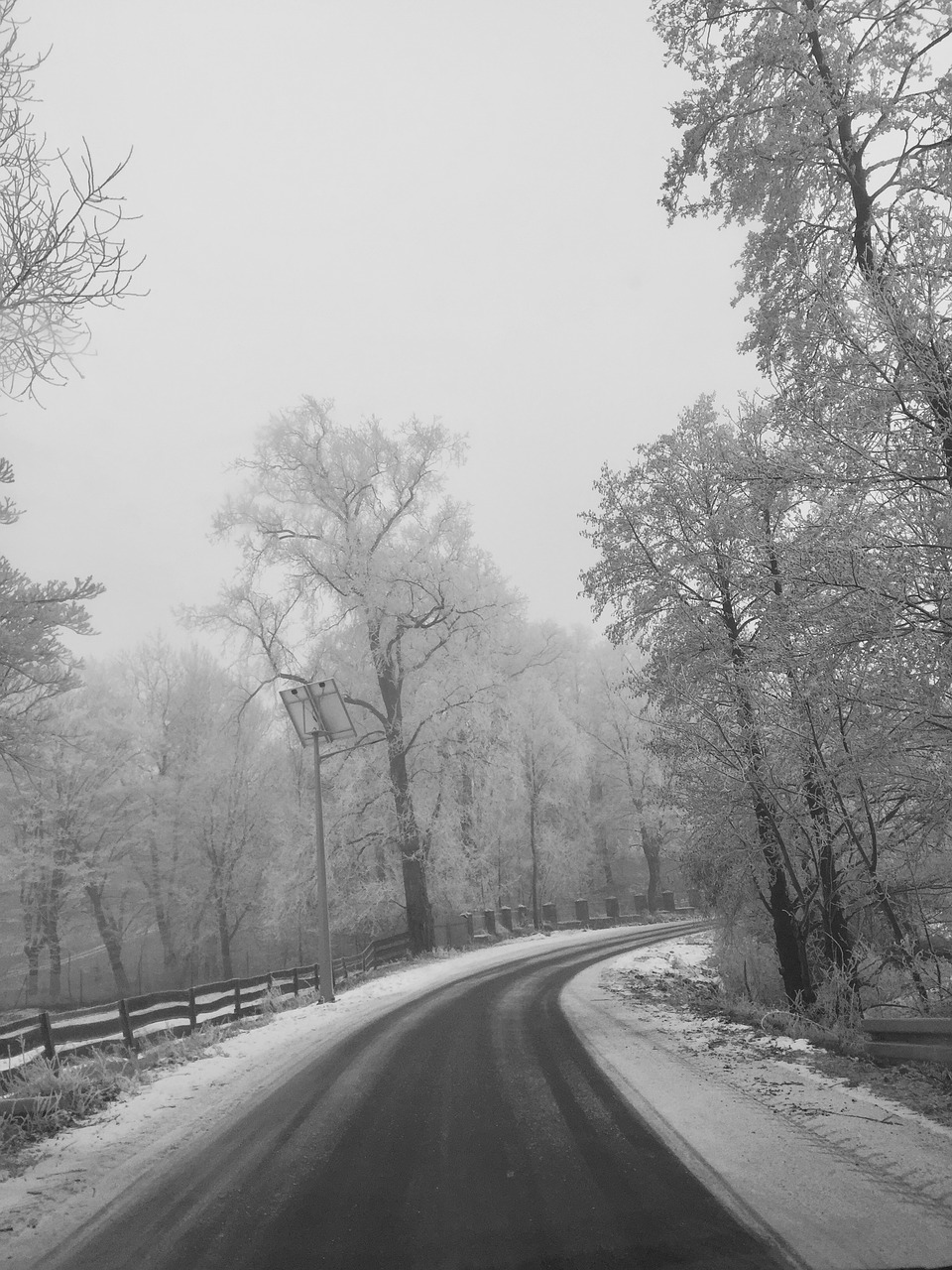 winter  winter road  forest winter free photo