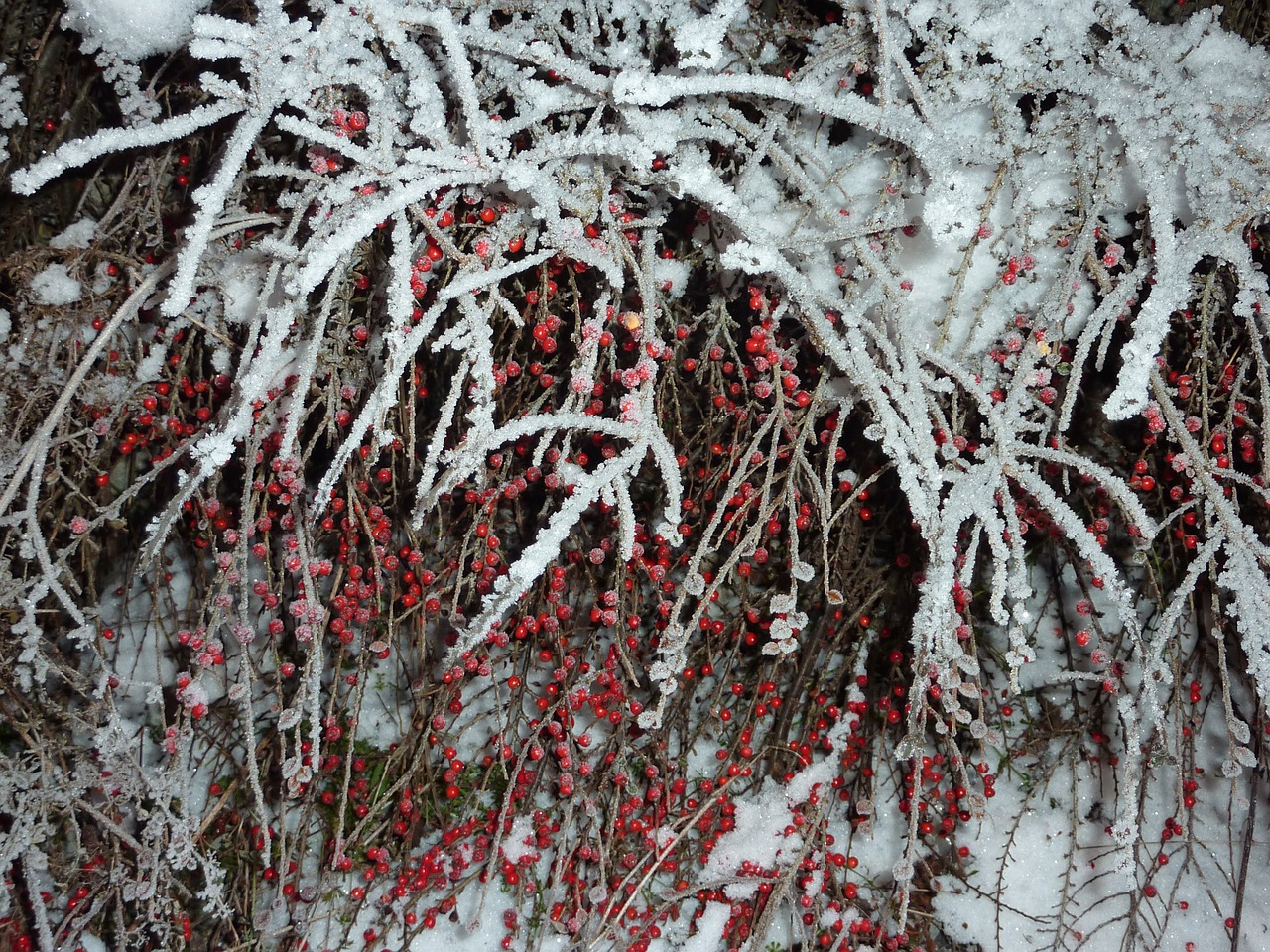 winter frost berries free photo