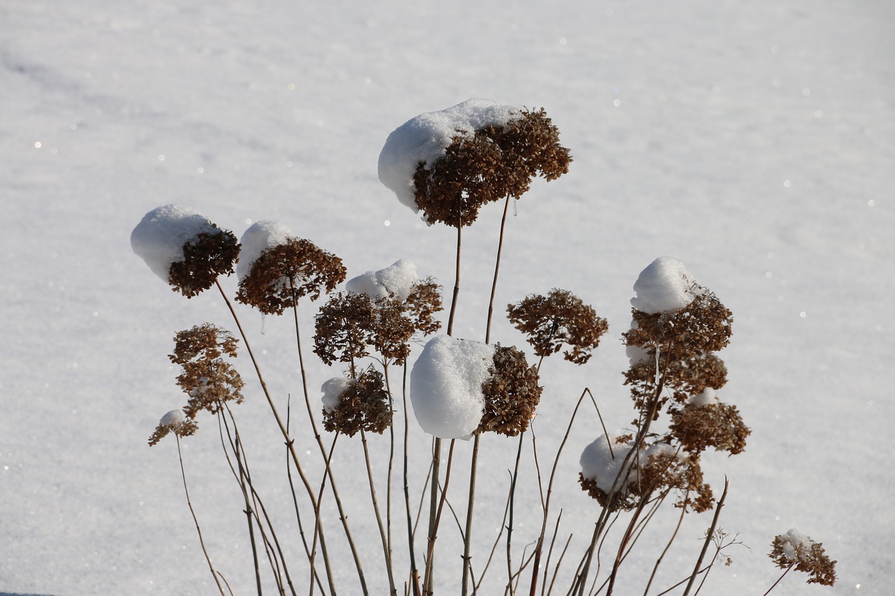 winter  plant  cold free photo