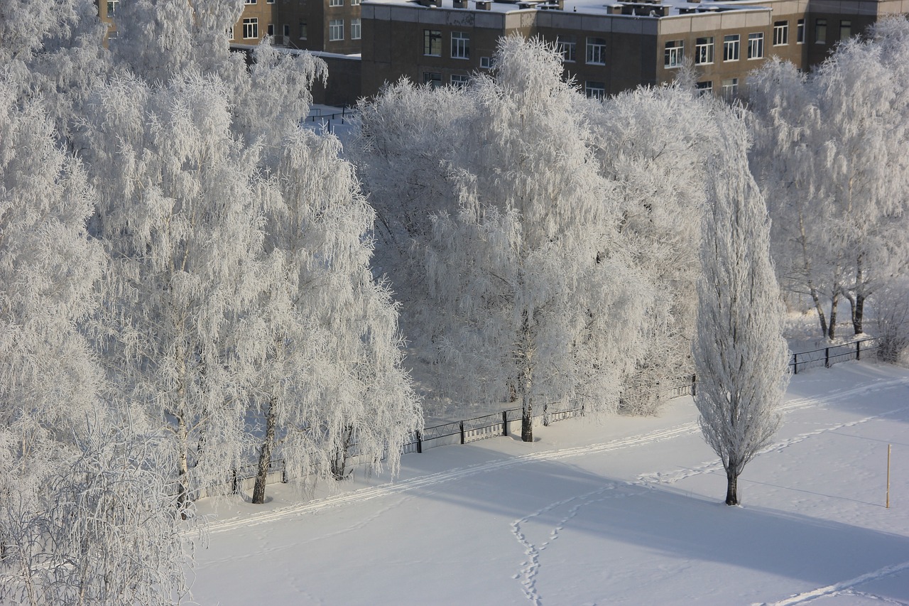 winter  leann  trees free photo