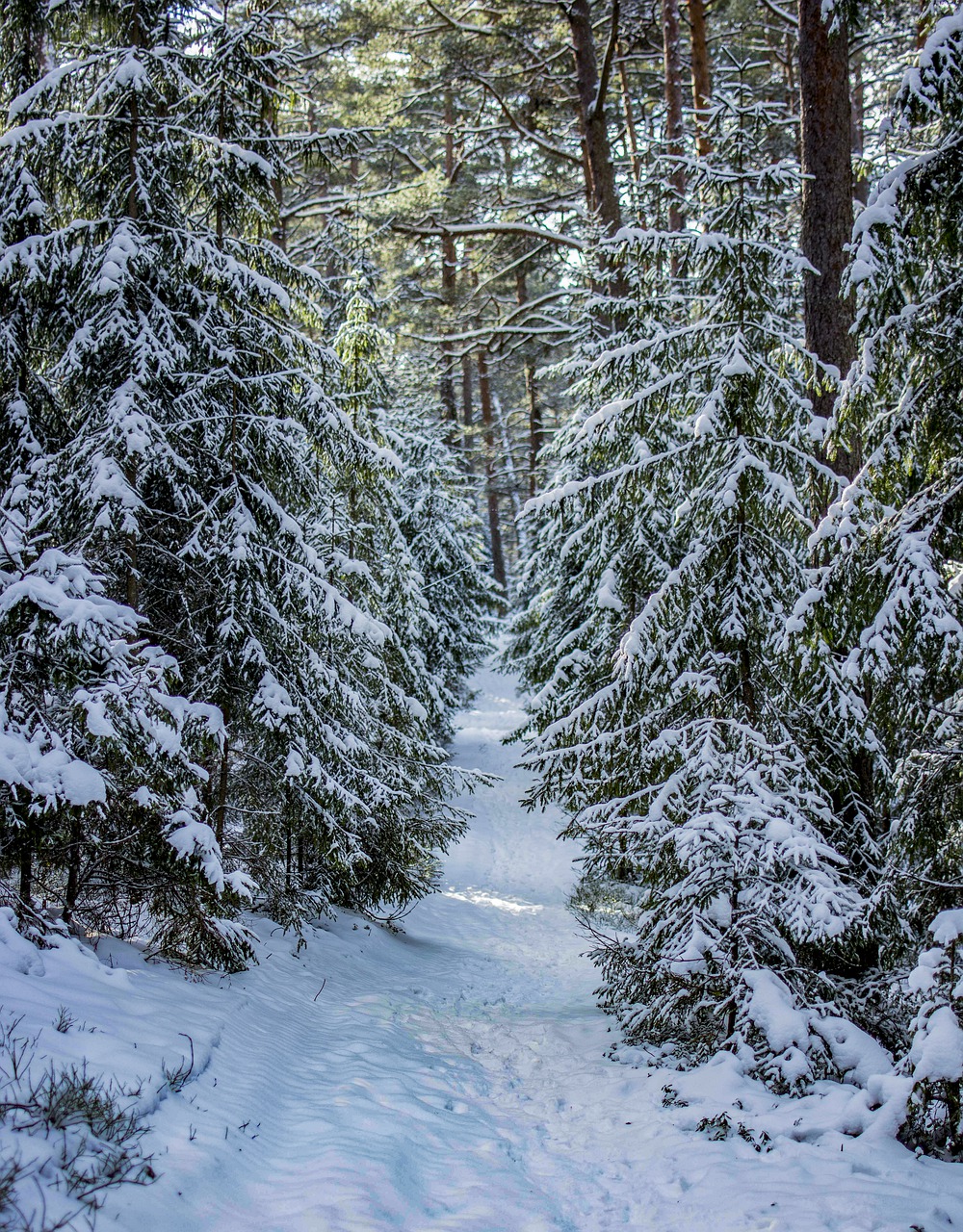 winter  trees  snow free photo