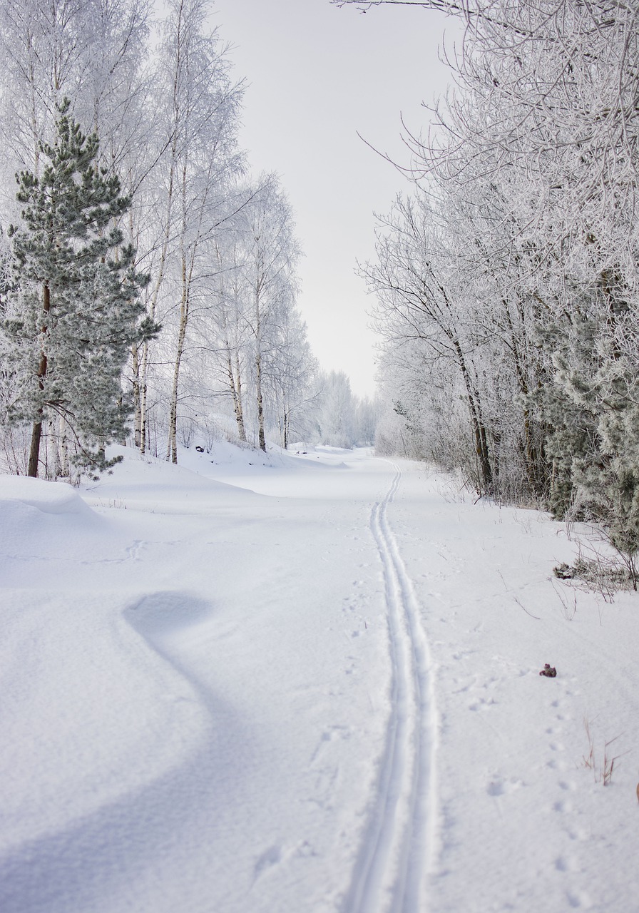 winter  snow  landscape free photo