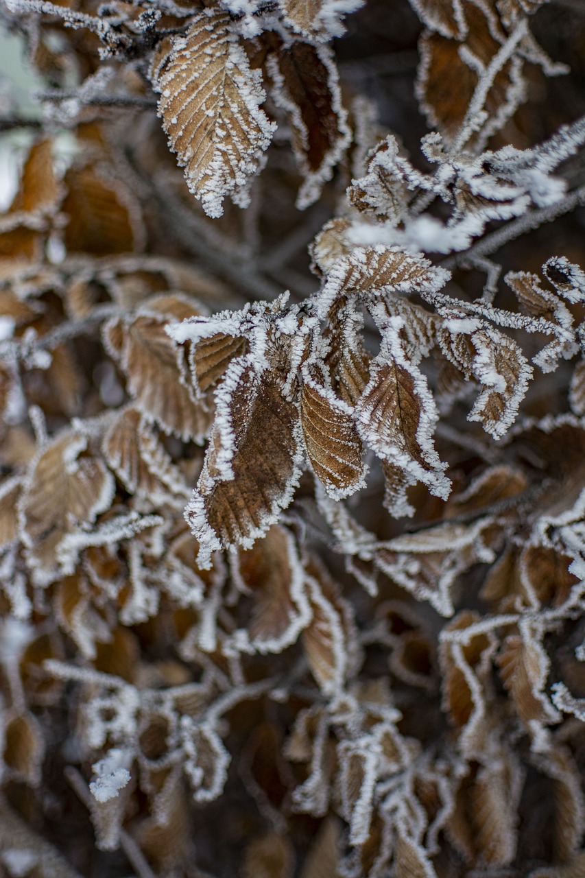 winter  snow  landscape free photo