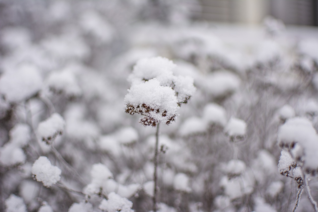 winter  snow  landscape free photo