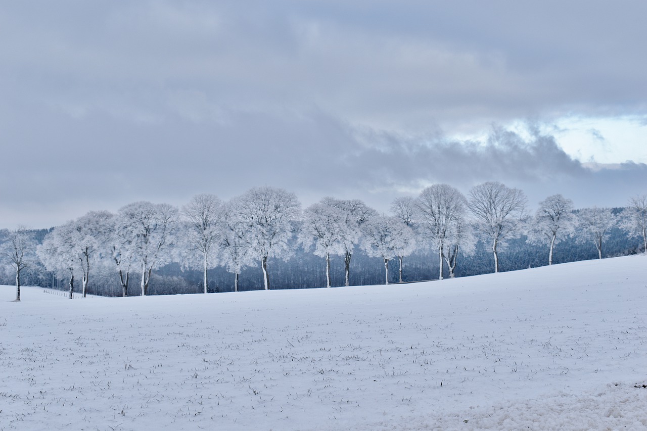 winter  frozen  trees free photo