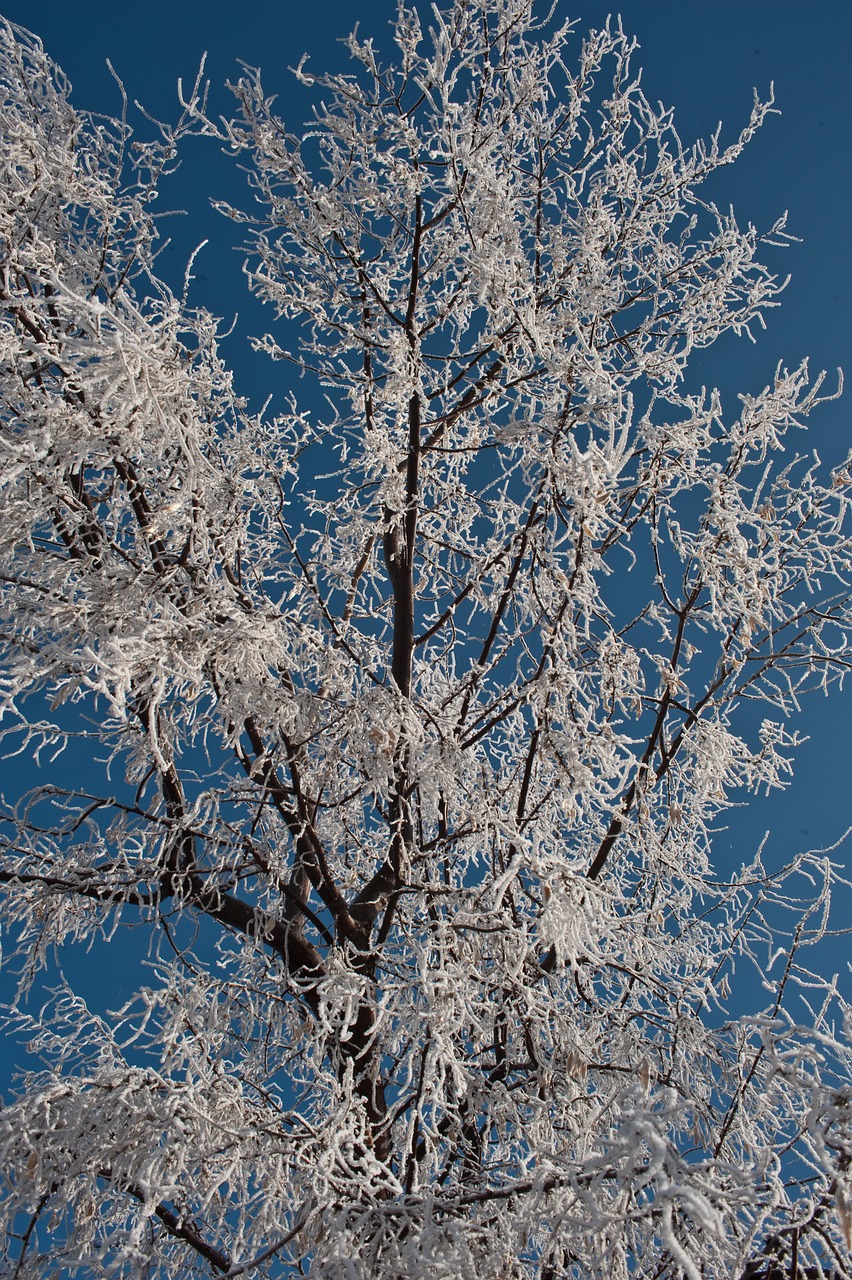 winter hoarfrost cold free photo