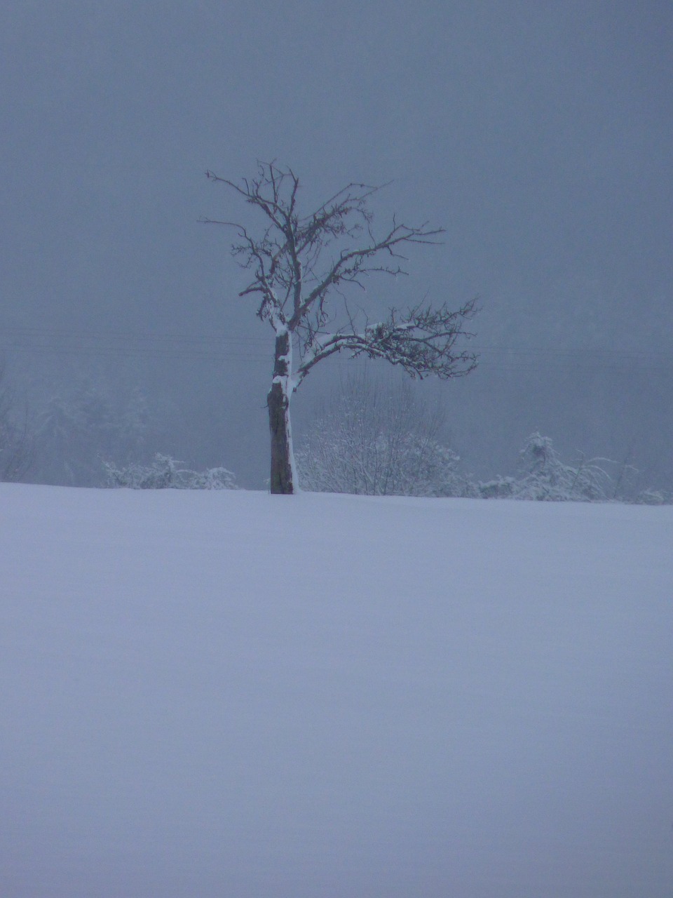 winter tree wintry free photo