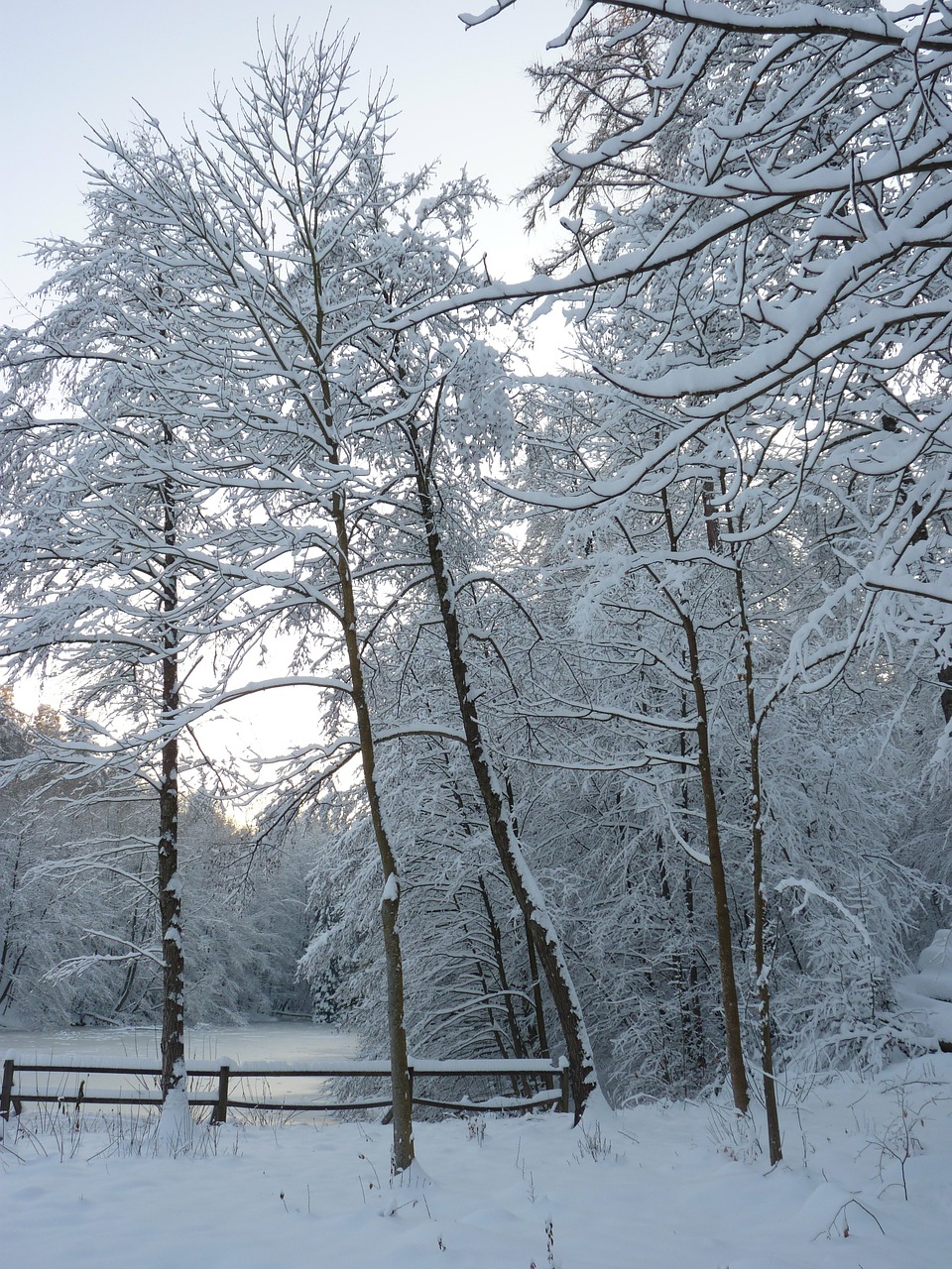 winter trees lake free photo