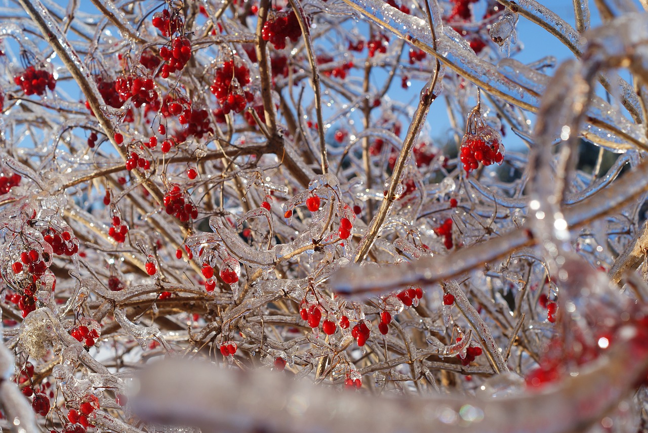 winter  icicles  red free photo