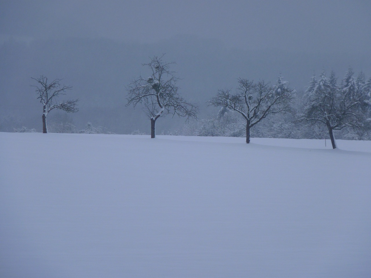 winter trees landscape free photo
