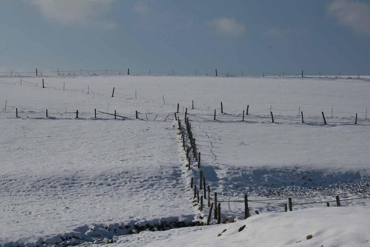 winter  meadow  snow free photo