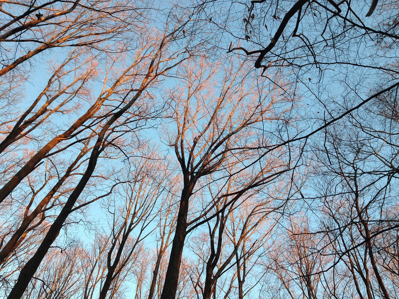 winter trees sunrise free photo