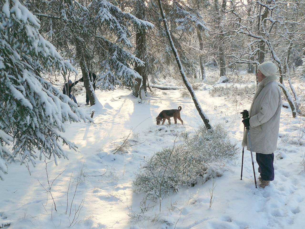 winter winter forest snow free photo