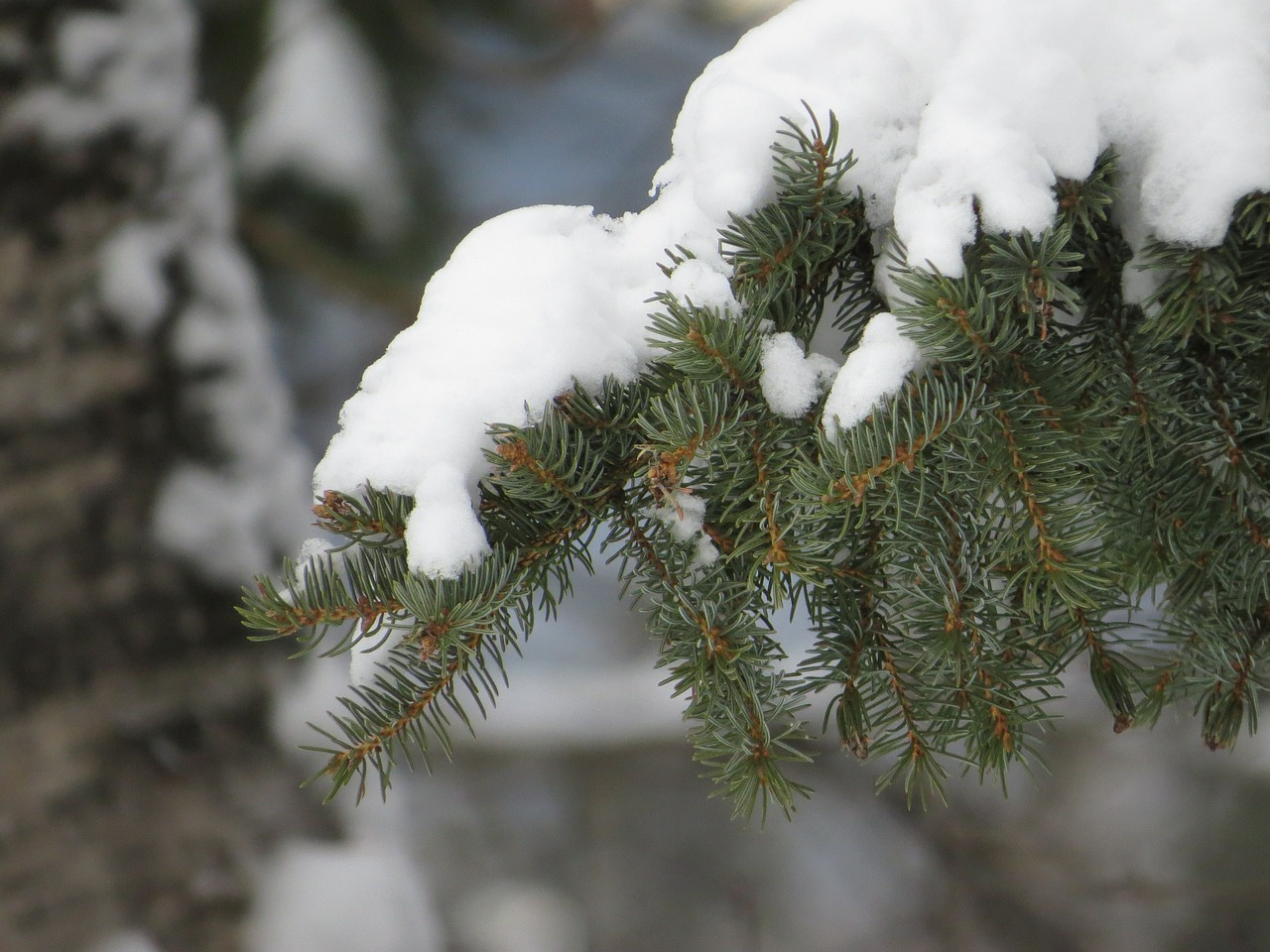 winter snow tree free photo