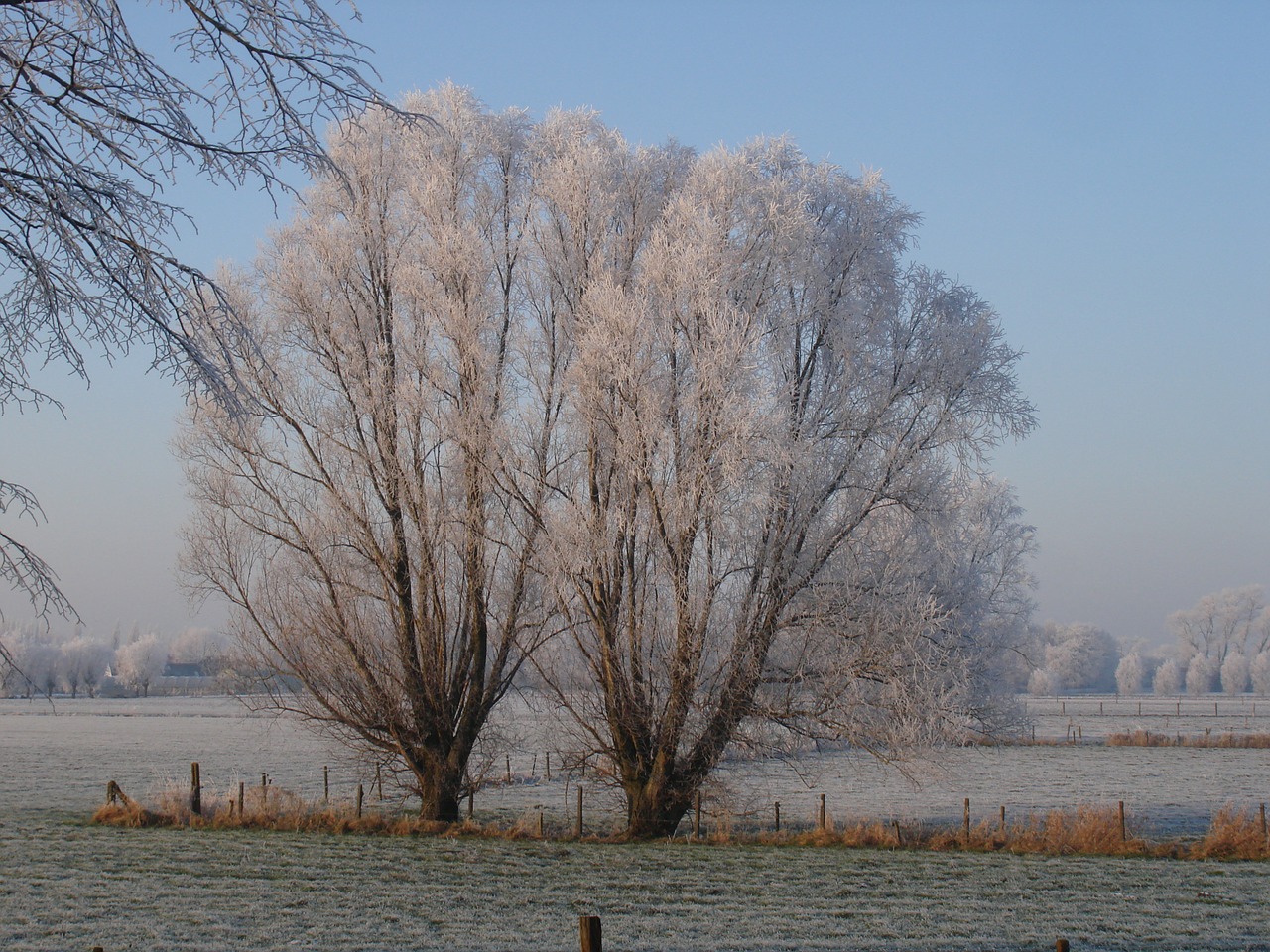 winter pollard willow snow free photo