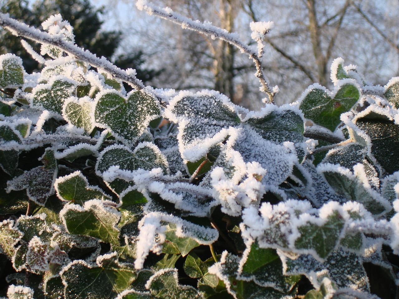 winter ivy frost free photo