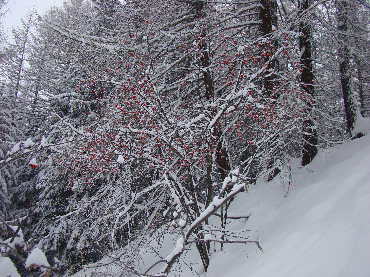 winter nature tree free photo