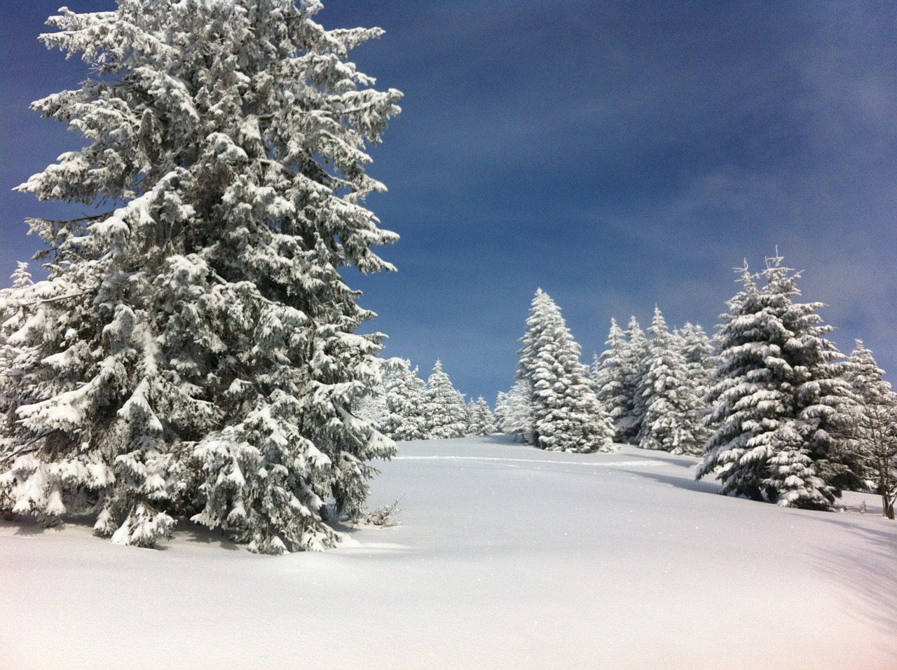 winter snow fir free photo