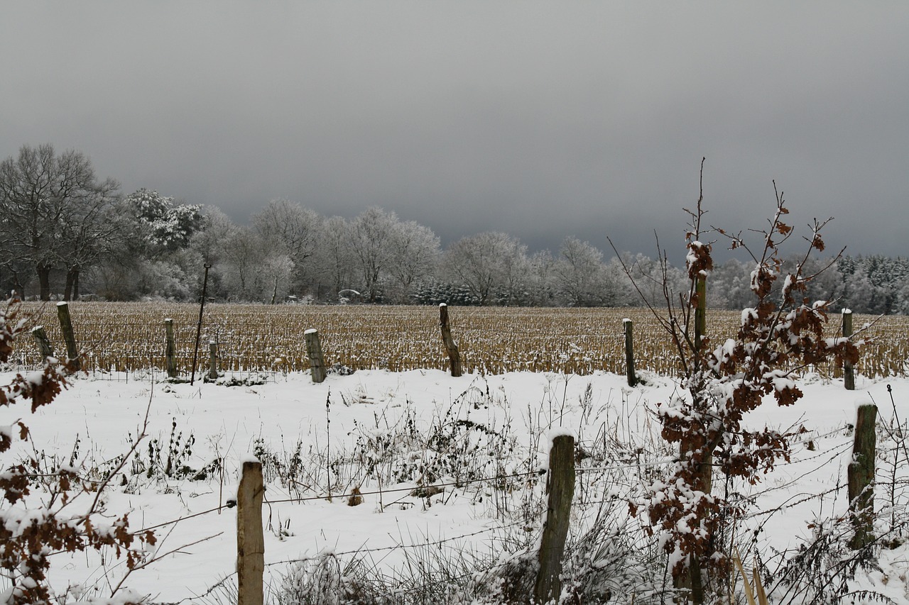 winter landscape pasture free photo